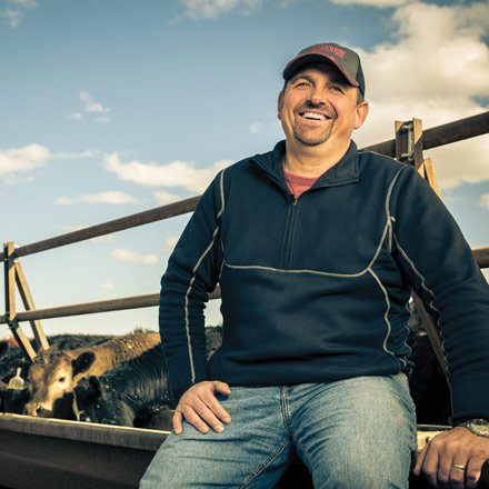 Man sitting on a fence with cows behind him.